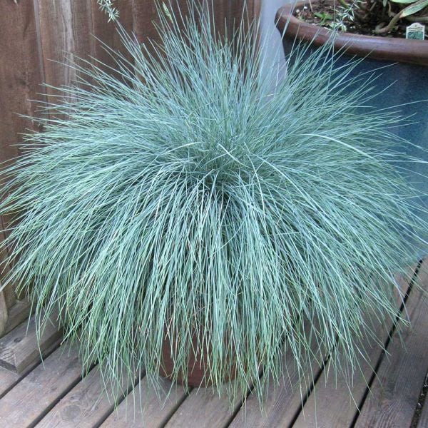  Ornamental Grass: Festuca Glauca Beyond Blue™