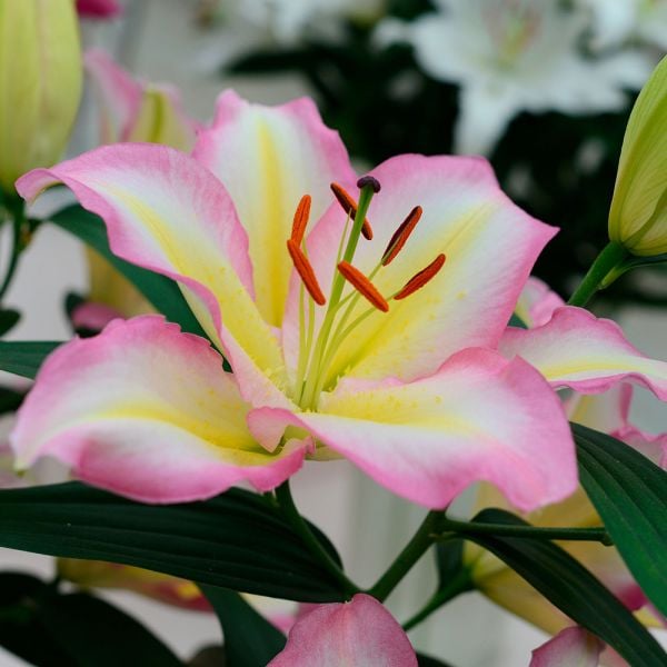  Lilium 'Captain Tricolore'