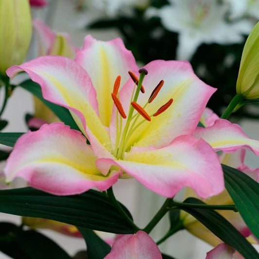  Lilium 'Captain Tricolore'