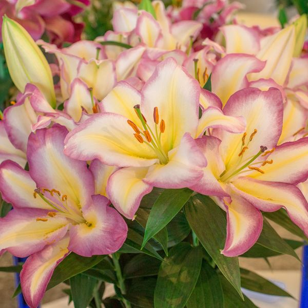  Lilium 'Captain Tricolore'