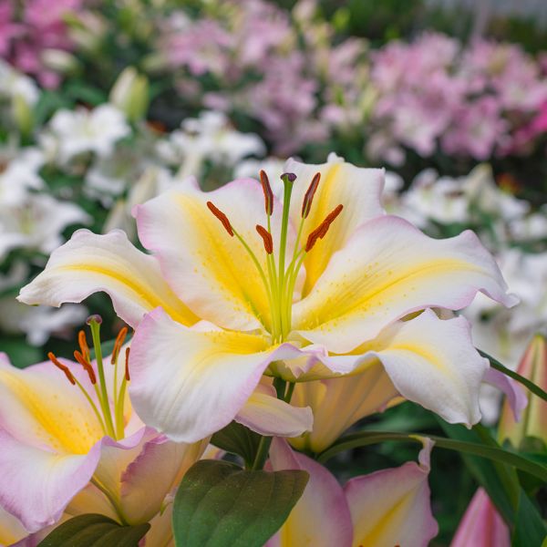  Lilium 'Captain Tricolore'