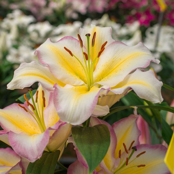  Lilium 'Captain Tricolore'