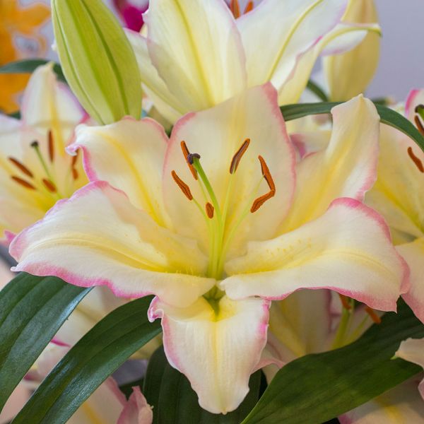  Lilium 'Captain Tricolore'