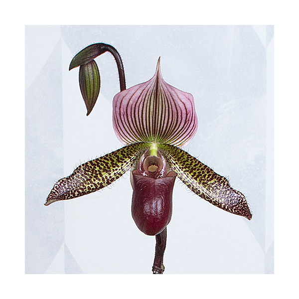  Burgundy Lady's Slipper Orchid In 4½" Ceramic Cachepot