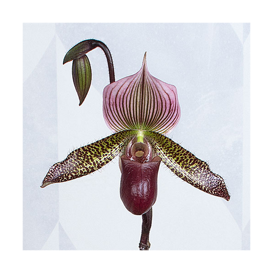  Burgundy Lady's Slipper Orchid In 4½" Ceramic Cachepot