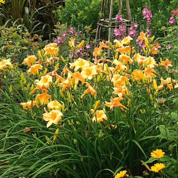  Hemerocallis (Daylily) 'Apricot Sparkles' - Reblooming