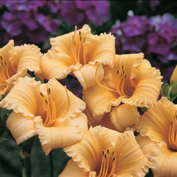  Hemerocallis (Daylily) 'Apricot Sparkles' - Reblooming