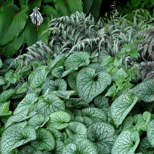  Brunnera Macrophylla 'Alexander's Great'
