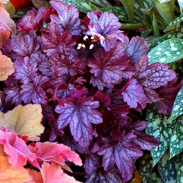  Heuchera 'Shanghai'
