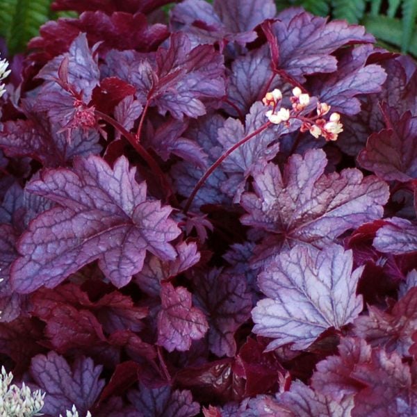  Heuchera 'Shanghai'