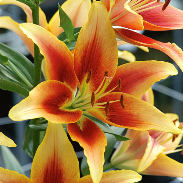  Extended-Season Lily Mix
