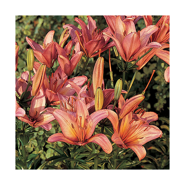  Extended-Season Lily Mix