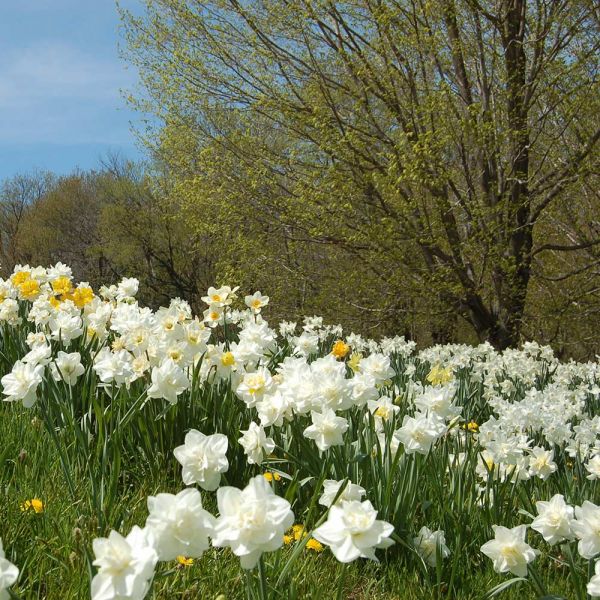  White Welcome Narcissus Mix