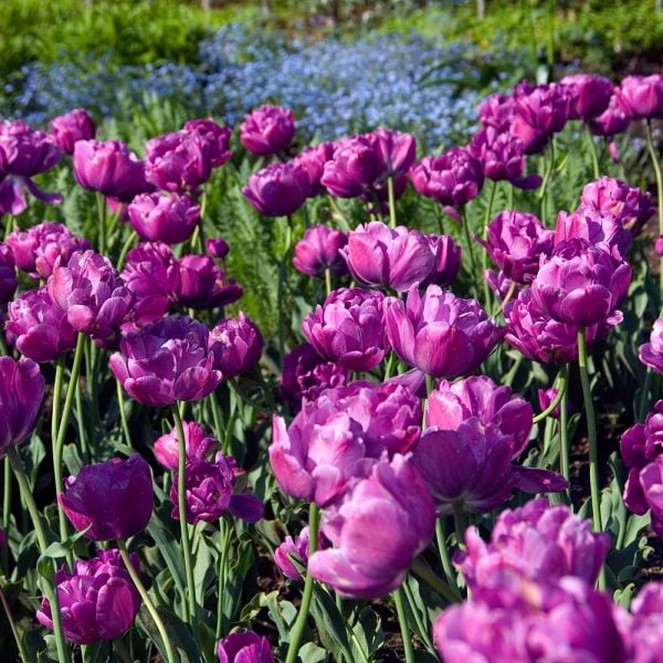  Tulip 'Blue Diamond'