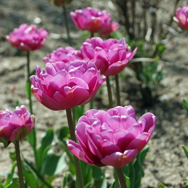  Tulip 'Blue Diamond'