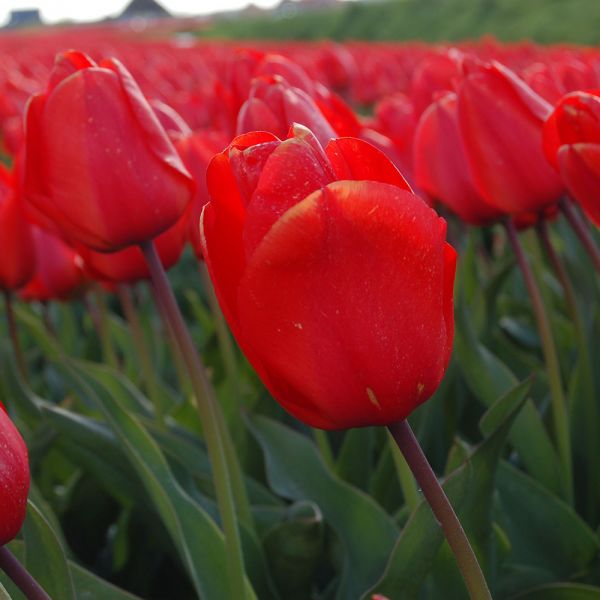  Tulip 'Lalibela'