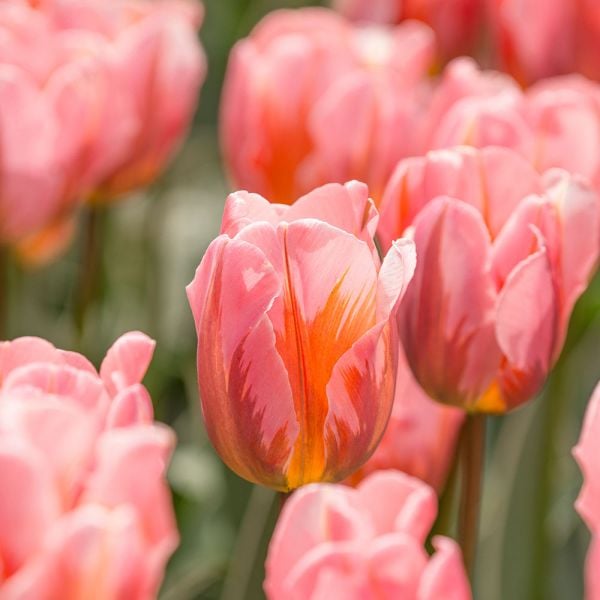  Tulip 'Pretty Princess'
