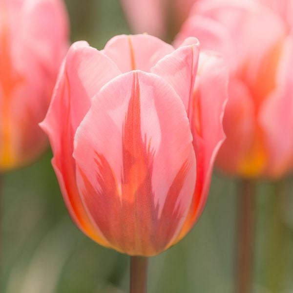  Tulip 'Pretty Princess'