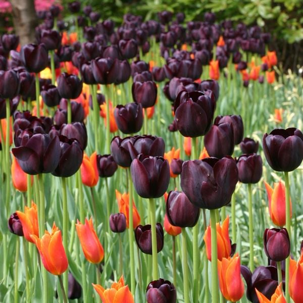  Tulip 'Queen Of Night'