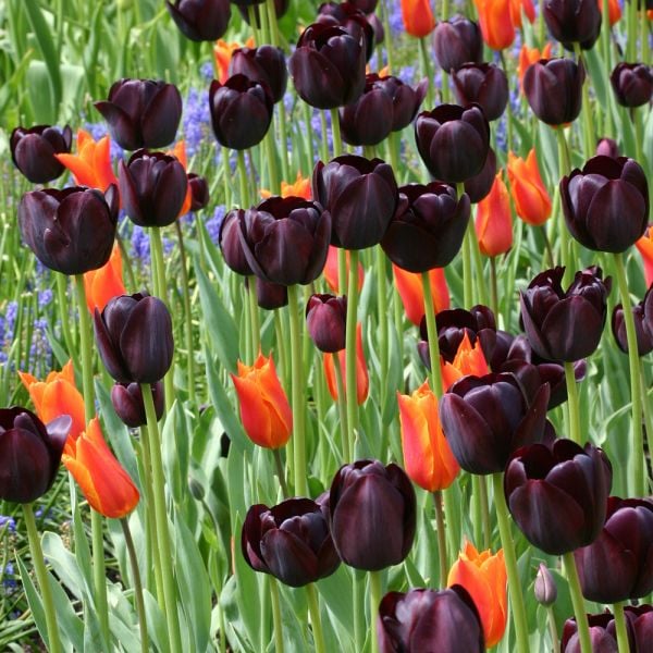  Tulip 'Queen Of Night'