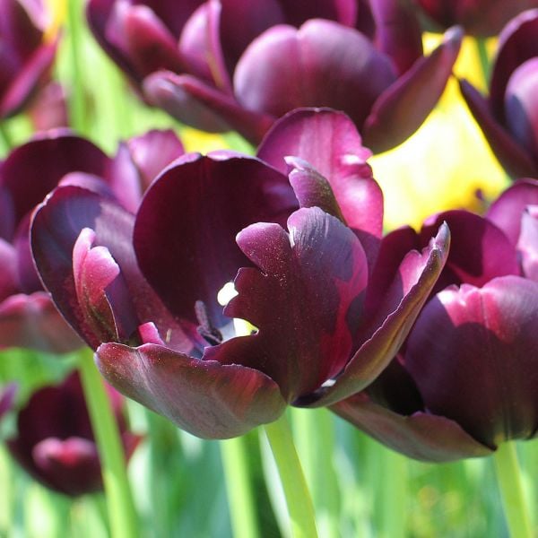  Tulip 'Queen Of Night'