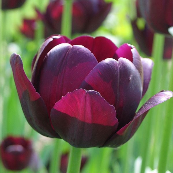  Tulip 'Queen Of Night'