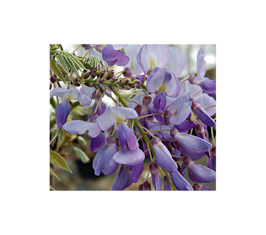  Wisteria Frutescens 'Amethyst Falls'