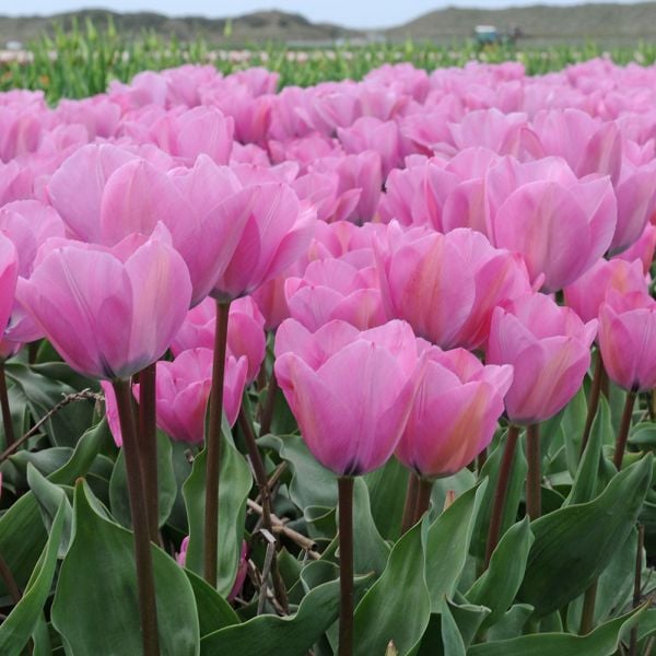  Tulip 'Janis Joplin'