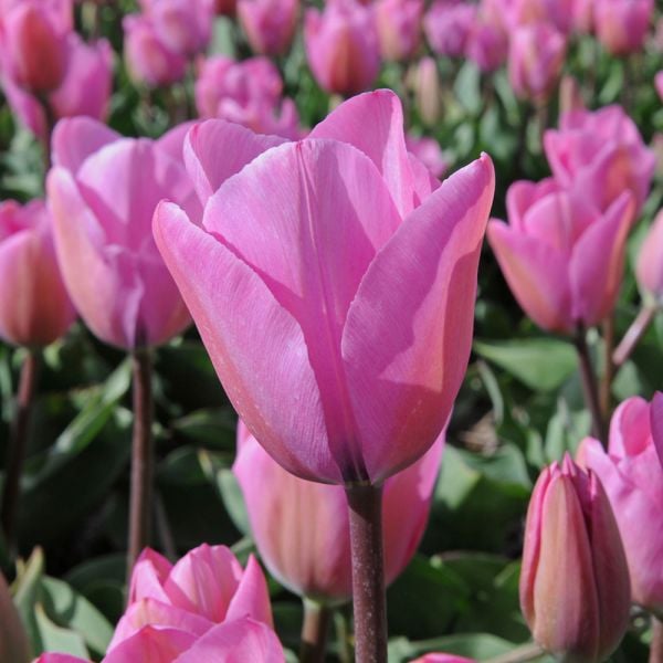  Tulip 'Janis Joplin'