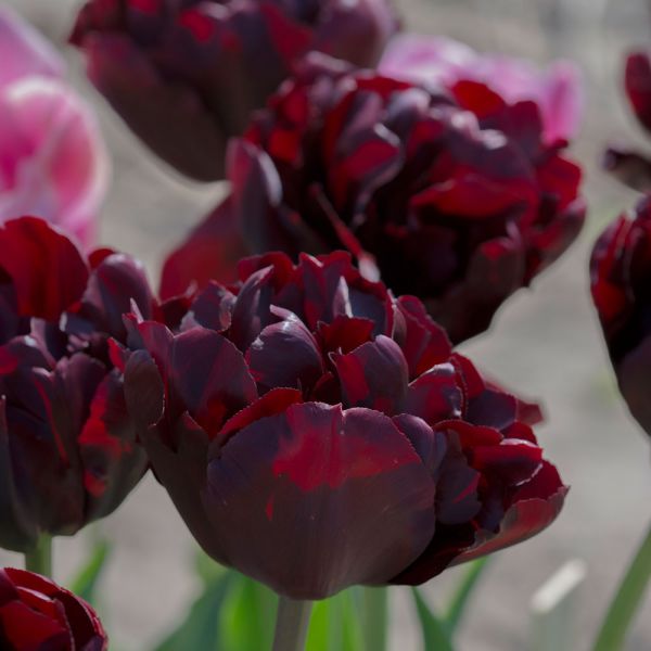  Tulip 'Palmyra'