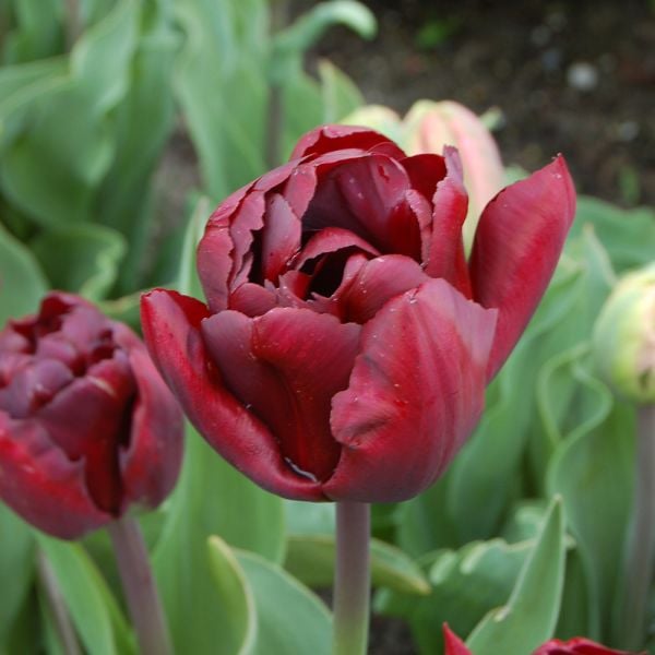  Tulip 'Palmyra'
