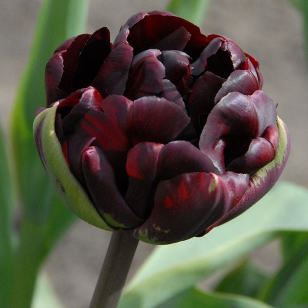  Tulip 'Palmyra'