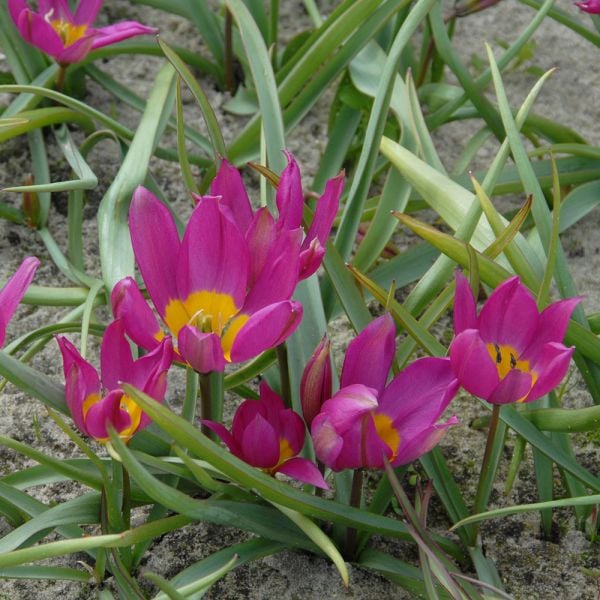  Tulip Humilis 'Eastern Star'