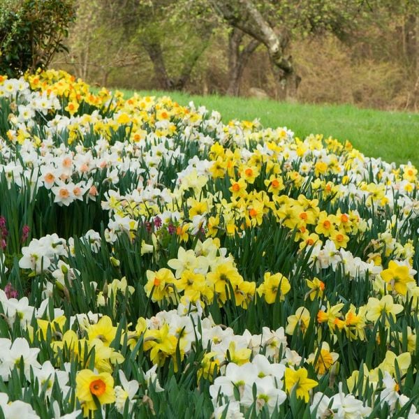  Professional's Naturalizing Daffodil Mix