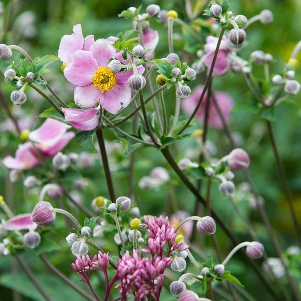  Anemone X Hybrida 'Robustissima'