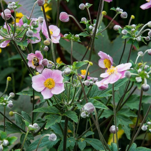  Anemone X Hybrida 'Robustissima'