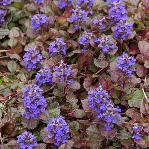  Ajuga Reptans 'Black Scallop'