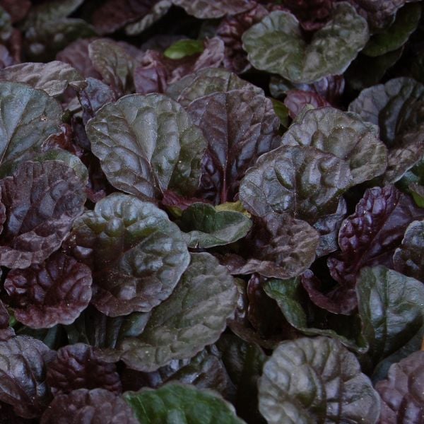  Ajuga Reptans 'Black Scallop'
