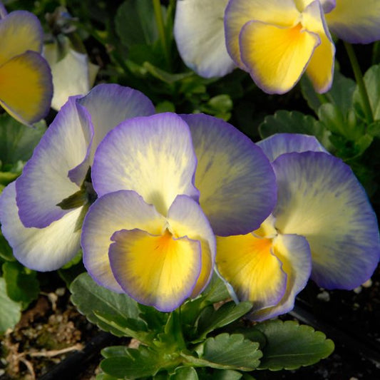  Viola 'Etain'