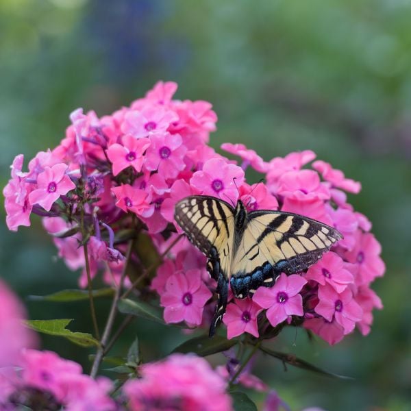 Phlox Paniculata Candy Store® Coral Crème Drop