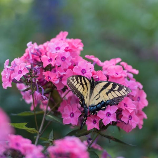  Phlox Paniculata Candy Store® Coral Crème Drop
