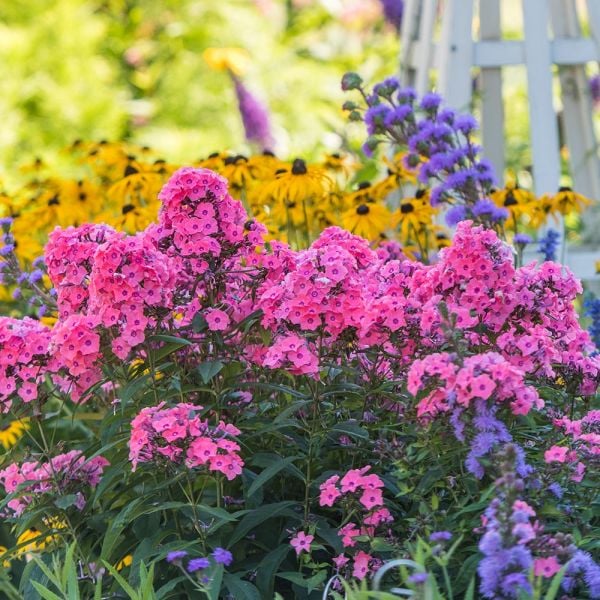  Phlox Paniculata Candy Store® Coral Crème Drop