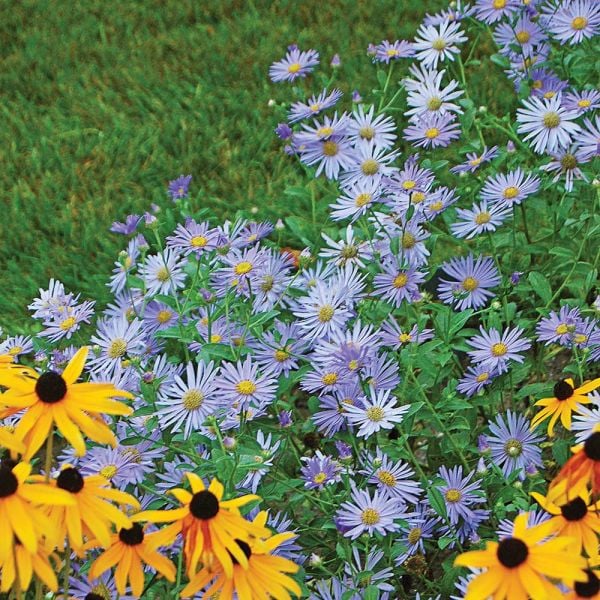  Aster X Frikartii 'Mönch'
