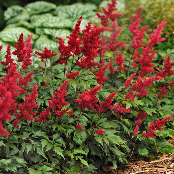  Astilbe X Arendsii 'Fanal'