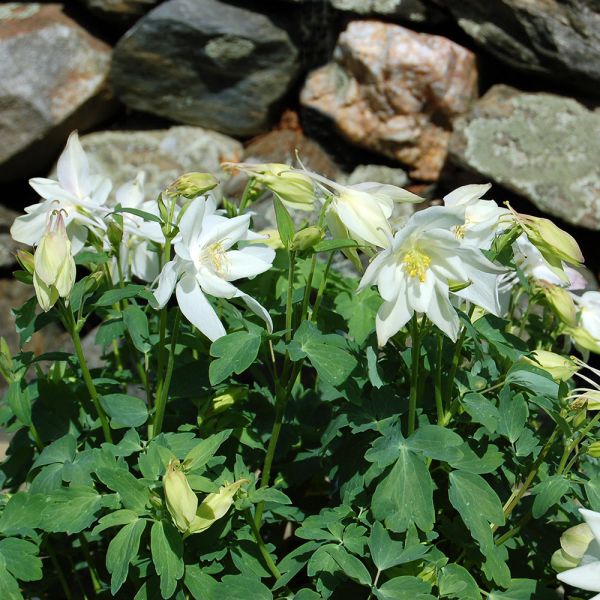  Aquilegia 'Dove'