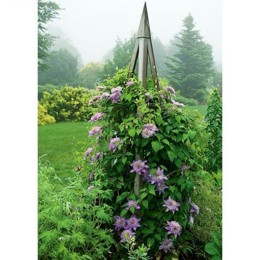  Clematis Crystal Fountain™ Regal®
