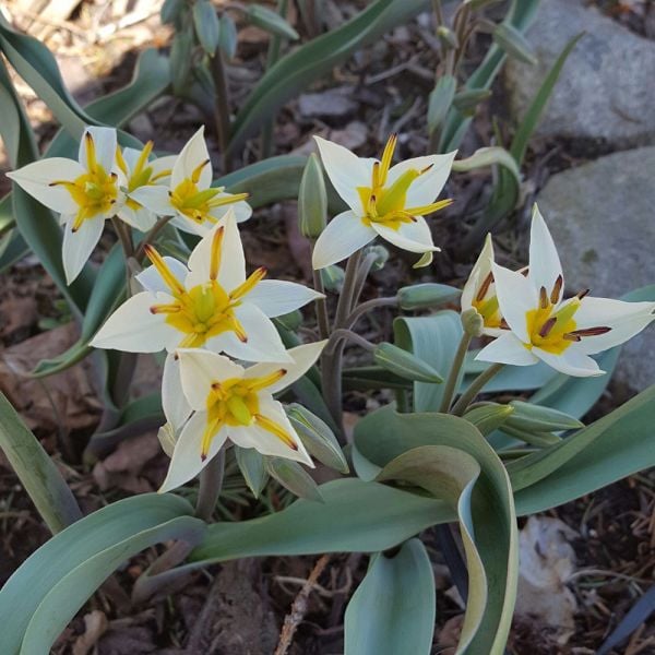  Tulip Turkestanica