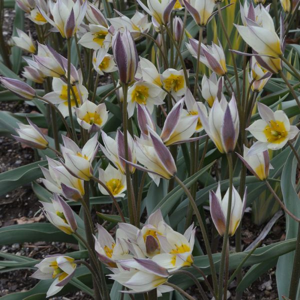  Tulip Turkestanica
