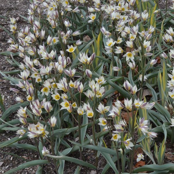  Tulip Turkestanica