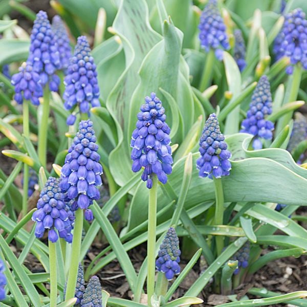 Pollinator Bulb Collection